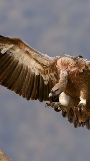 百度seo公司截图1