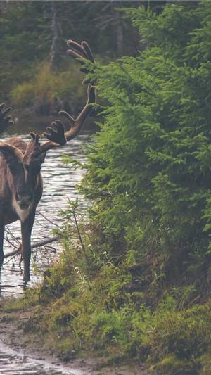 淄博seo优化截图4