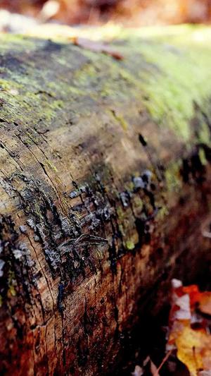 蜘蛛池出租行业推广截图1