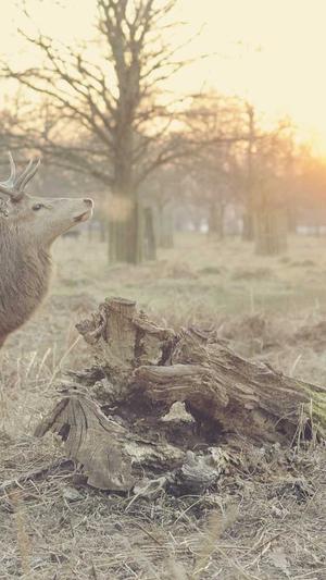 最新小旋风蜘蛛池站群截图1