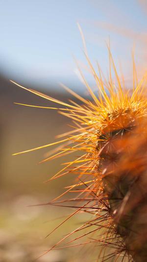 seo静态工具截图4