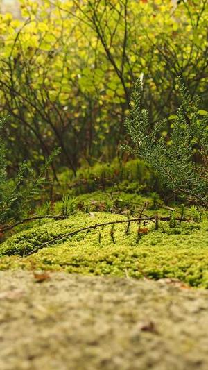 百度seo点击软件截图1